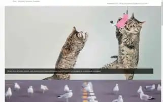 Amhhaf.top Screenshot 2024-07-09 05:08:16