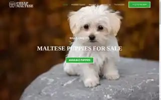 Cheapmaltese.com Screenshot 2024-05-26 16:26:14