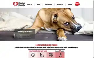 Caninecupids.org Screenshot 2024-07-06 11:17:47