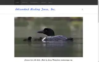 Adirondackbirdingtours.com Screenshot 2024-04-15 13:21:40