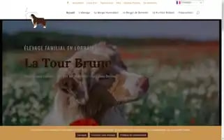 Elevagedelatourbrune.fr Screenshot 2024-04-25 15:20:20