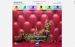 Bengal-cat-spb.ru Screenshot 2024-05-25 23:41:54