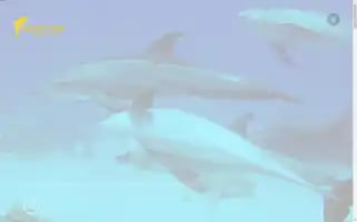 Delfintourhurghada.com Screenshot 2024-04-17 18:07:43