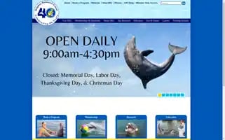 Dolphins.org Screenshot 2024-06-17 04:02:08