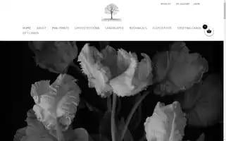 Kdfineart.nz Screenshot 2024-05-19 03:31:32