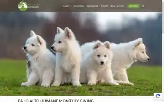 Paloaltohumane.org Screenshot 2024-06-14 04:07:59