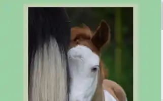 Islandpferdehof-seimur.de Screenshot 2024-06-30 19:14:28