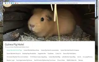 Guineapighotel.co.uk Screenshot 2024-04-26 15:25:07
