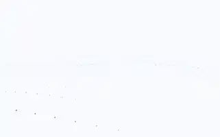 Petder.com Screenshot 2024-07-08 10:38:01