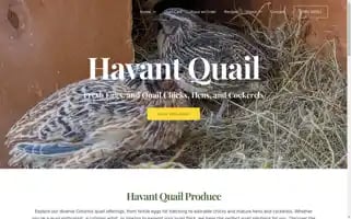 Havantquaileggsandchicks.co.uk Screenshot 2024-05-25 03:16:47