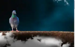 Mrpigeon.com.au Screenshot 2024-06-30 20:30:29