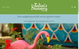 Talinisnursery.com Screenshot 2024-07-01 05:53:20