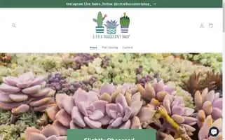 Littlesucculentshop.com Screenshot 2024-05-04 00:24:15