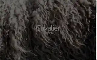 Cavaliercarpets.co.uk Screenshot 2024-06-17 22:08:43