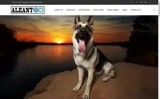 Aleant.org Screenshot 2024-05-20 23:42:11