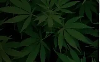 Missiongrownmedicinals.com Screenshot 2024-07-03 20:28:07