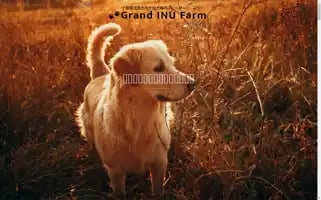 Grand-inu-farm.com Screenshot 2024-05-20 09:31:06