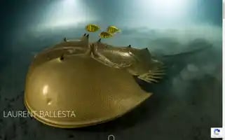 Laurentballesta.com Screenshot 2024-06-11 16:12:09