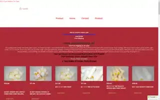 Paintrollersplus.net Screenshot 2024-05-13 07:33:49