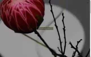 Scaffastudio.com Screenshot 2024-05-28 18:58:38