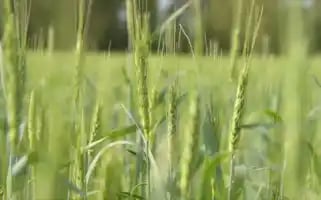 Kalinaag.ru Screenshot 2024-06-15 03:53:48