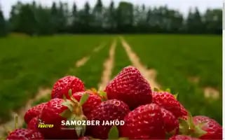 Jahodynavojovce.sk Screenshot 2024-06-15 21:25:22