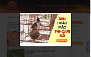 Chimchaomao.info Screenshot 2024-05-22 19:33:49