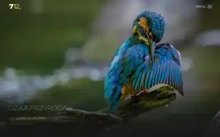 712.pl Screenshot 2024-07-09 17:31:42