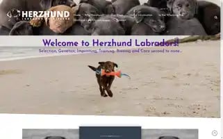 Herzhundlabradors.com Screenshot 2024-07-03 07:56:09