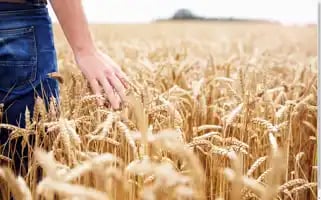 Theharvestcompany.com Screenshot 2024-07-02 09:57:43