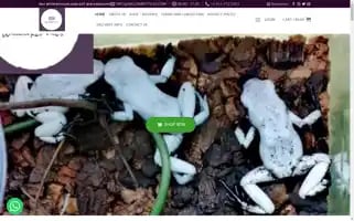 Willowreptiles.com Screenshot 2024-05-24 11:41:18