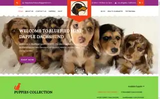 Minidappledachshund.com Screenshot 2024-05-19 10:53:39