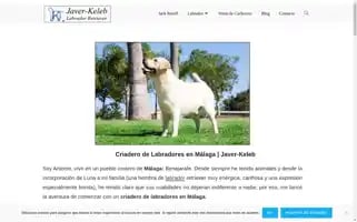 Javer-keleb.com Screenshot 2024-07-01 02:24:14