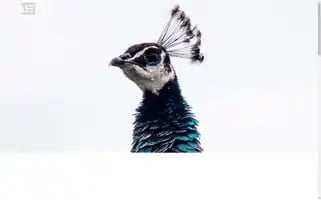 Tej.ie Screenshot 2024-06-14 22:03:14