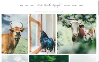 Lisettekreischerfotografie.nl Screenshot 2024-07-04 00:52:54