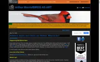 Birdsasart-blog.com Screenshot 2024-05-08 19:22:30