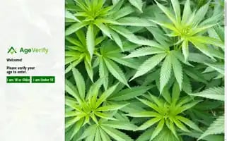 Originalpsychedelics.com Screenshot 2024-05-26 04:14:40