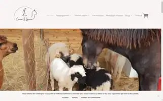 Cocoon-laines.fr Screenshot 2024-05-21 06:54:43