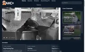 Akc.tv Screenshot 2024-07-01 11:36:20
