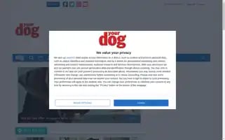 Yourdog.co.uk Screenshot 2024-05-15 09:08:22