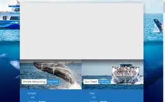 2seewhales.com Screenshot 2024-05-06 02:59:07