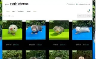 Reginaferrets.shop Screenshot 2024-05-26 11:47:16