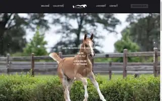 Equbreeding.auction Screenshot 2024-06-14 19:35:59