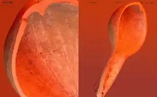 Truetotype.co Screenshot 2024-05-03 12:43:49